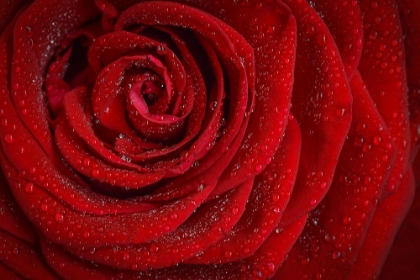Picture of RED ROSE IN RAIN