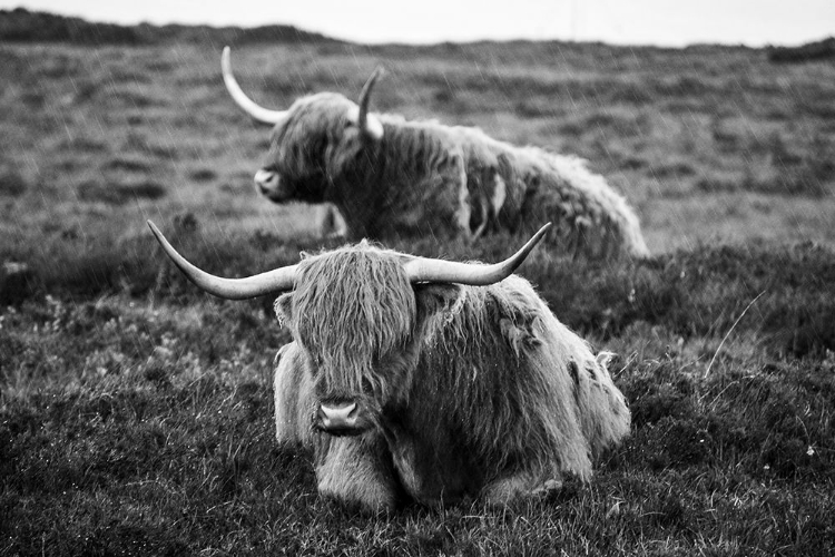 Picture of RESTING IN THE HIGHLANDS