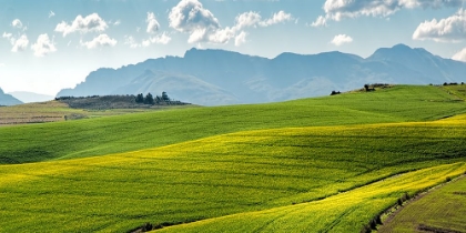 Picture of ROLLING FIELDS