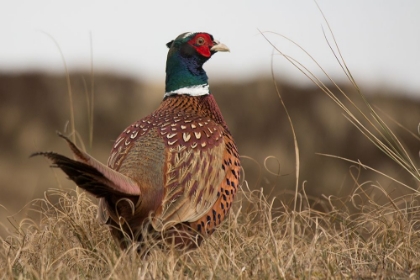 Picture of RURAL PHEASANT
