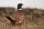 Picture of RURAL PHEASANT