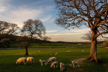 Picture of SHEEP IN THE TWILIGHT