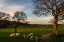 Picture of SHEEP IN THE TWILIGHT