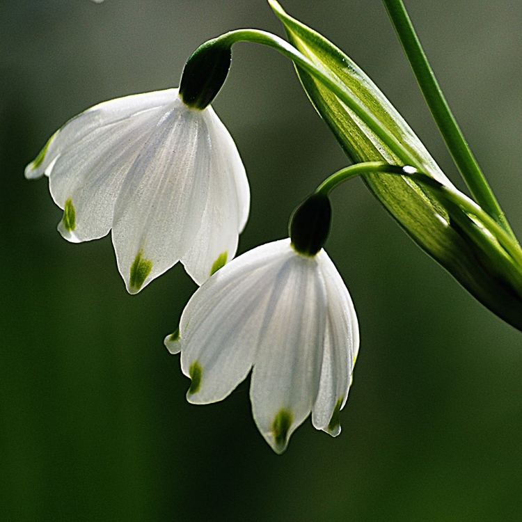 Picture of SNOWDROPS