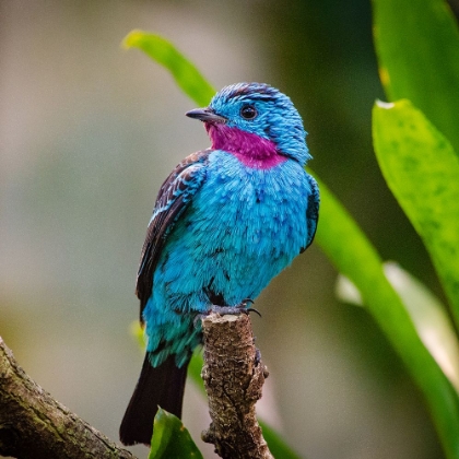 Picture of SPANGLED COTINGA BLUE BIRD