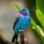 Picture of SPANGLED COTINGA BLUE BIRD