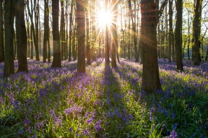 Picture of SPRING FOREST MORNING