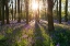Picture of SPRING FOREST MORNING