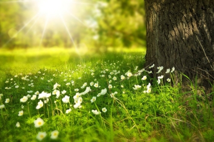 Picture of SPRING MEADOW