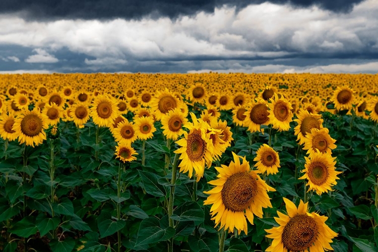 Picture of SUNFLOWER FIELD