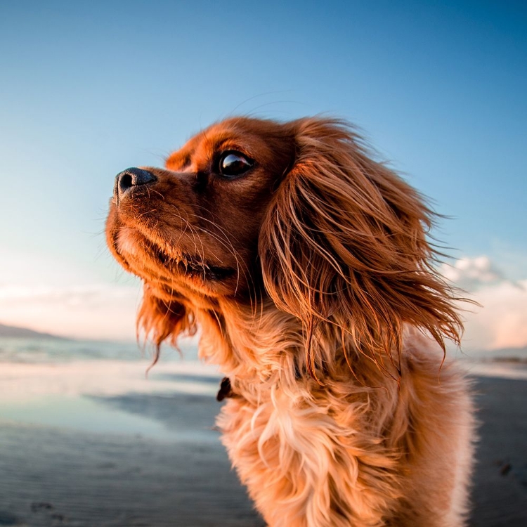 Picture of THE BEACH LOVER