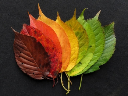 Picture of THE SEASONS