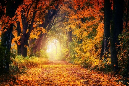 Picture of THE SECRET PATH IN FALL