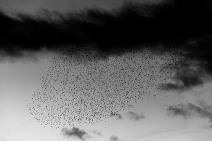 Picture of THE TURNING OF THE FLOCK
