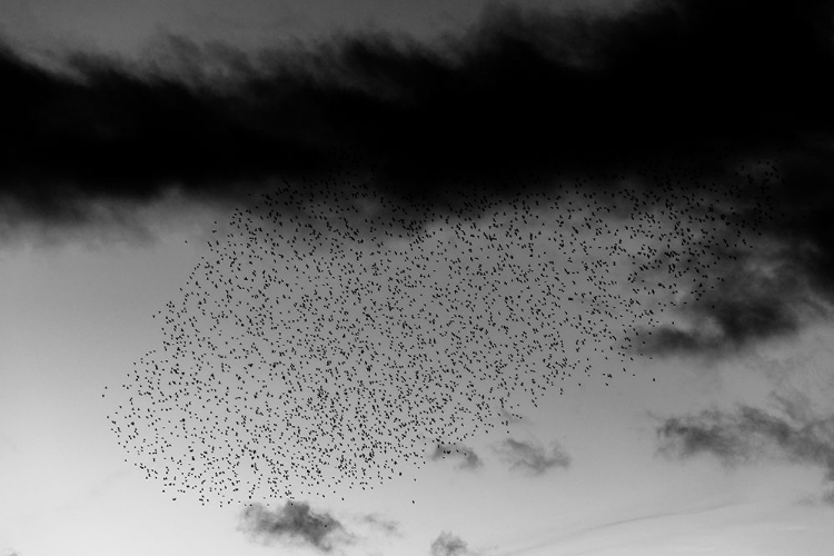 Picture of THE TURNING OF THE FLOCK