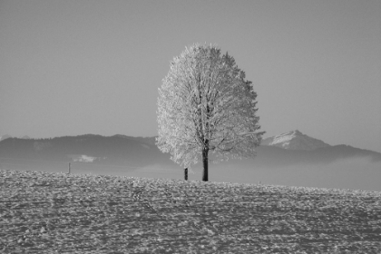 Picture of TREE IN SNOW