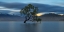 Picture of TREE IN THE LAKE