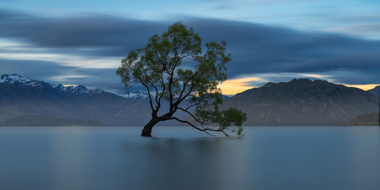 Picture of TREE IN THE LAKE
