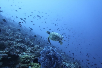 Picture of TURTLES IN NORTH MALUKU