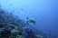 Picture of TURTLES IN NORTH MALUKU