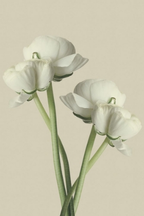 Picture of WHITE RANUNCULUS