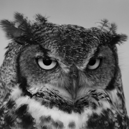 Picture of WISE OWL