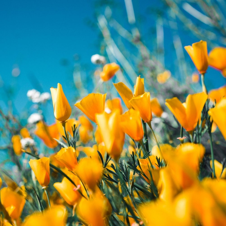 Picture of YELLOW BLOOM