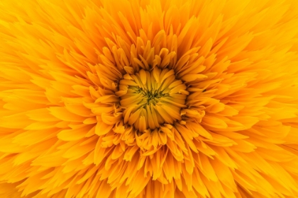 Picture of YELLOW MACRO BLOOM