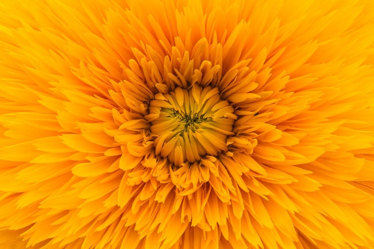 Picture of YELLOW MACRO BLOOM