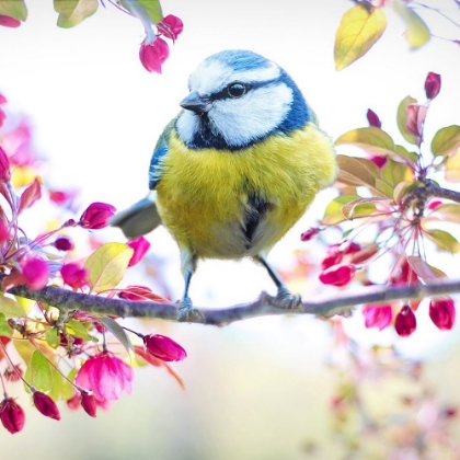 Picture of YELLOW TIT BIRD