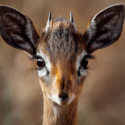 Picture of YOUNG ANTELOPE