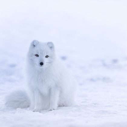 Picture of YOUNG ARCTIC FOX