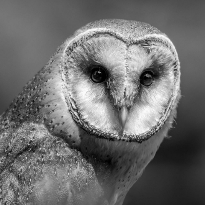 Picture of YOUNG BARN OWL