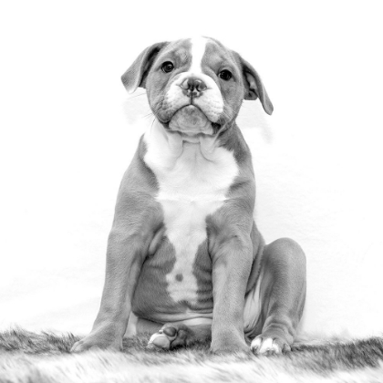 Picture of YOUNG BULLDOG