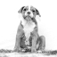 Picture of YOUNG BULLDOG