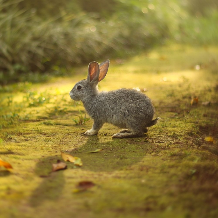 Picture of YOUNG HARE