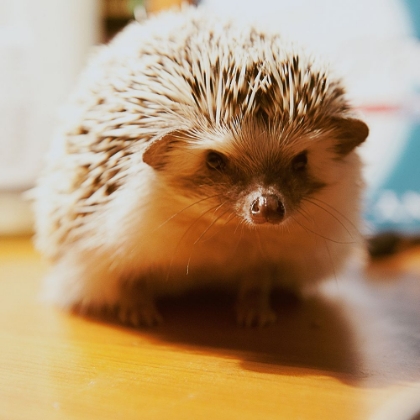 Picture of YOUNG HEDGEHOG