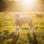 Picture of YOUNG LAMB