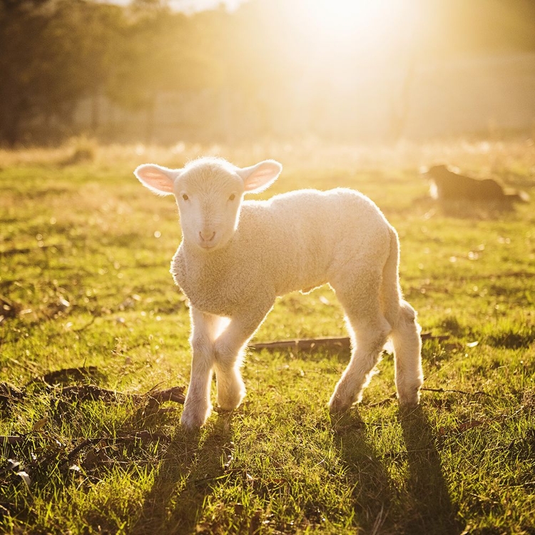 Picture of YOUNG LAMB