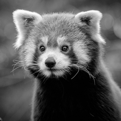 Picture of YOUNG RED PANDA BW
