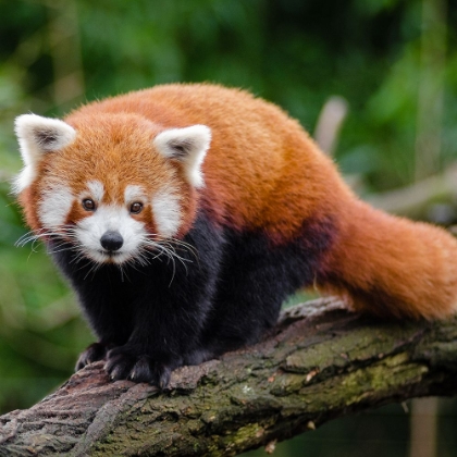 Picture of YOUNG RED PANDA