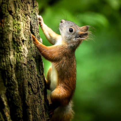 Picture of YOUNG SQUIRREL