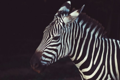 Picture of ZEBRA CLOSEUP I