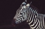 Picture of ZEBRA CLOSEUP I