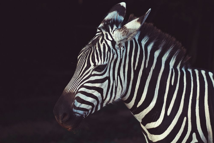 Picture of ZEBRA CLOSEUP I