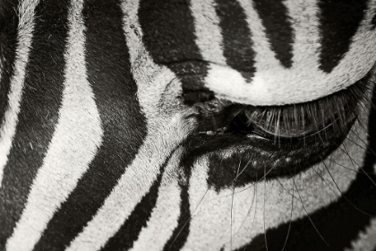 Picture of ZEBRA CLOSEUP II