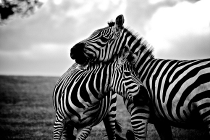 Picture of ZEBRA LOVE