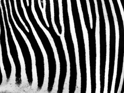 Picture of ZEBRA STRIPE CLOSEUP