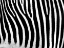 Picture of ZEBRA STRIPE CLOSEUP