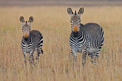 Picture of ZEBRAS ON THE SAVANA